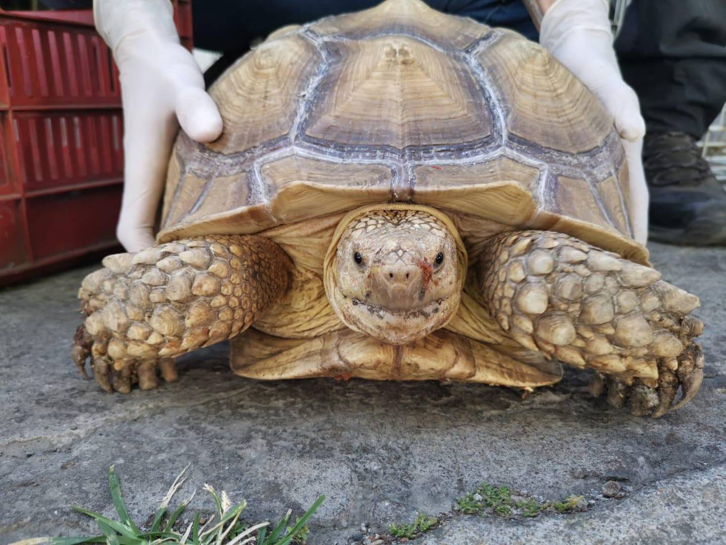 Esta es una de las tortugas decomisadas por el OIJ en San Antonio de Belén. Foto: Cortesía OIJ.