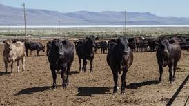 Precio de la carne de res se dispara en Estados Unidos por escasez de ganado