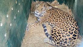 Dos jaguares permanecían en cautiverio en finca de Río Cuarto