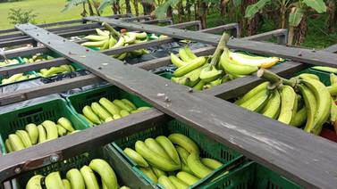 Producción de plátano en Costa Rica decae, industriales ahora dependen de las importaciones