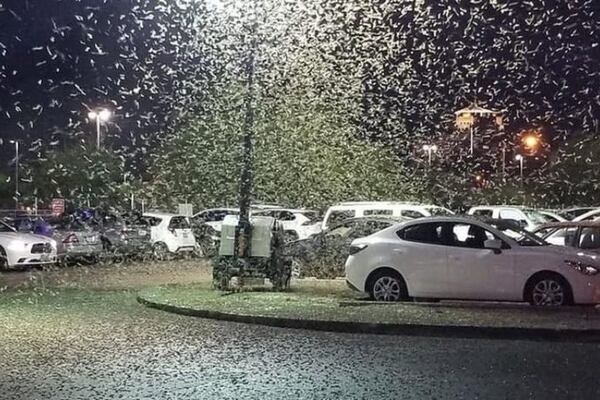 Una primavera atípicamente húmeda ha causado una infestación del saltamontes de alas pálidas, que podría prolongarse durante semanas. | Robert White / KSNV