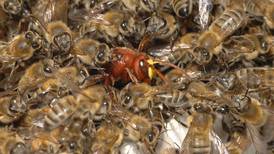 Parásito de mosca causa muerte a abejas mieleras