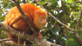 ¿Por qué en Costa Rica están apareciendo monos aulladores con pelaje amarillo? Así lo investigan los científicos
