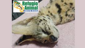 Serval africano fue abandonado frente a Refugio Animal de Costa Rica
