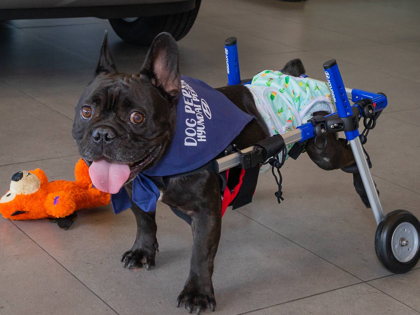 Cooper recibió una silla de ruedas de Hyundai como regalo de Navidad, este 2023. Es un perrito rescatado por Territorio de Zaguates.