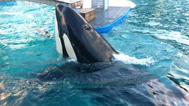 Acuario de Miami pone fin a actos con entrenadores junto a orca Lolita