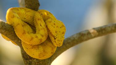 Estudio sobre el veneno de serpientes pone en manos de costarricense prestigioso premio mundial