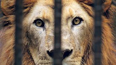 Después de 15 años, reintroducen al león en Ruanda