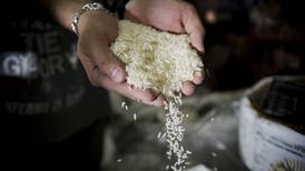 Arroceros libran pulso con el Gobierno para mantener precio regulado del grano