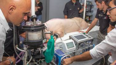 Respirador mecánico de la UCR pasó primera prueba en cerdos