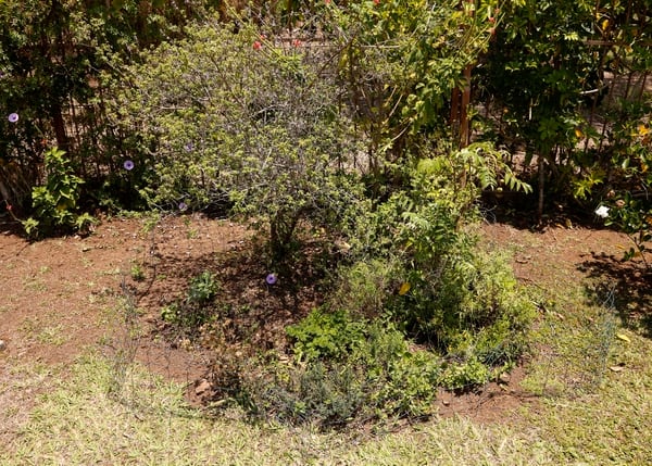 Epsy Campbell: la "escandalosa" del barrio - La Nación