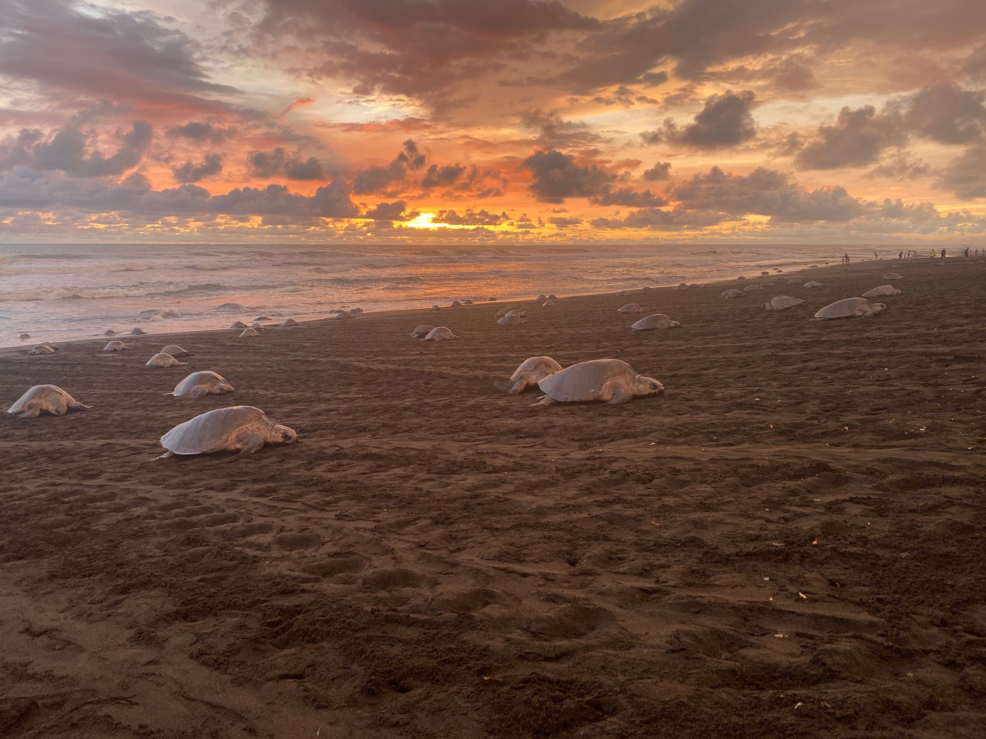 En el refugio Playa Hermosa-Punta Mala desovan tortugas que han visto en peligro sus hábitats ante el abandono de las autoridades. Foto de archivo con fines ilustrativos.