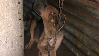(Video) OIJ y Senasa rescatan perros encadenados y desnutridos en Limón