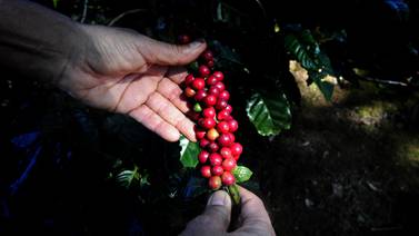 Huracán Otto generó pérdidas de $15 millones en cultivos de café en zona sur