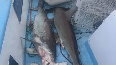 Guardaparques liberan seis tiburones atrapados en anzuelos en Isla del Coco