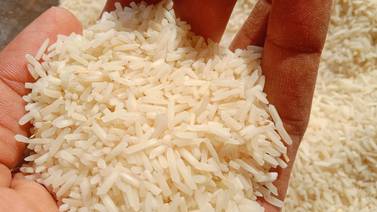 Productores de arroz cuestionan capacidad del CNP para comprar cosecha del grano 
