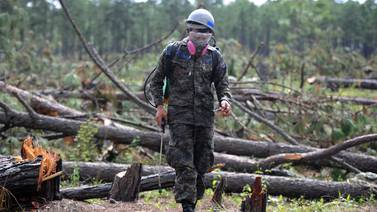 Militares hondureños combaten un insecto que destruye los pinares
