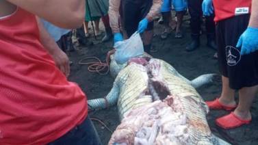 Huesos extraídos de cocodrilo sacrificado en Matina no son humanos