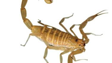  EE. UU. adopta primer antídoto contra picaduras de escorpión