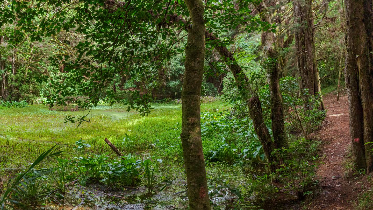 La laguna en el Monte de la Cruz queda rodeada de senderos y amplia vegetación (Foto: Municipalidad de San Rafael de Heredia)