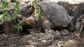 Galápagos: científicos encuentran tortuga emparentada con el ‘Solitario George’