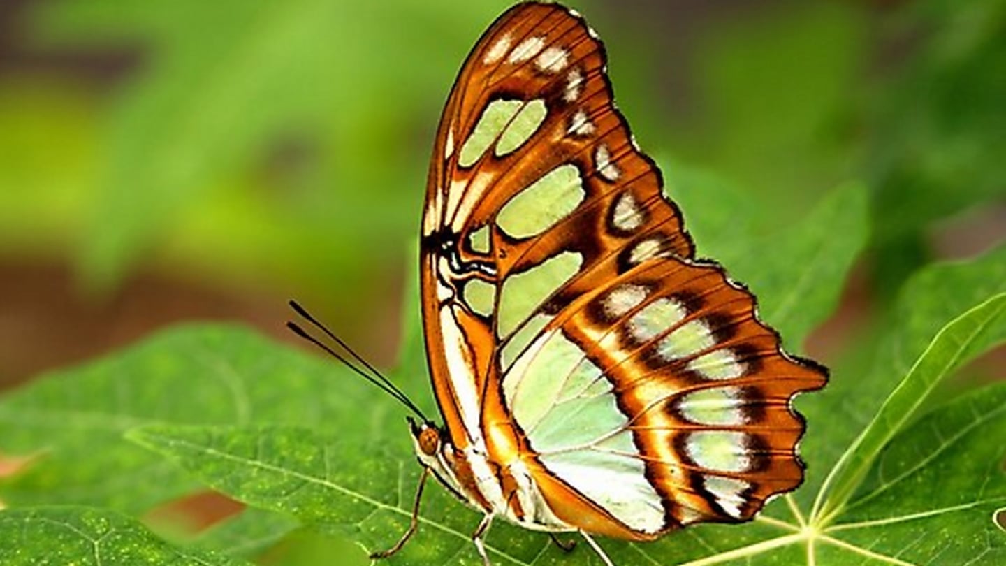 El jardín de mariposas Spirogyra se ubica a tan solo 10 minutos caminando desde el centro de San José.