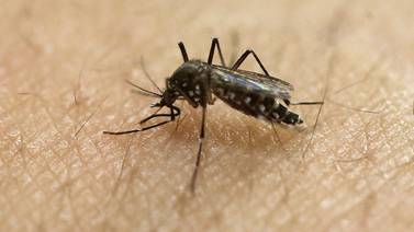 EE. UU. usará mosquitos modificados contra el  zika