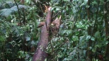 Líder comunal de 53 años muere por caída de árbol en Upala 