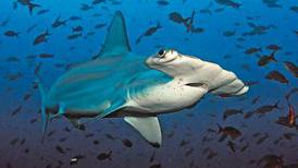 
La muerte cruel de los tiburones martillo
