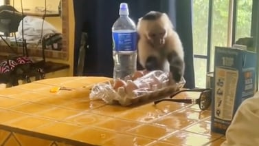 Monos cariblanco entran a habitación de turistas en Manuel Antonio y roban huevos 