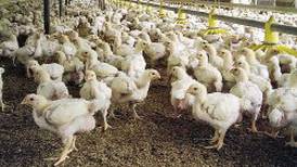 Restricciones a exportaciones avícolas de Costa Rica hacia Nicaragua se solventan a medias  