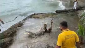 (Video) Cocodrilo escapa cuando bomberos intentan capturarlo en playa Piuta, Limón