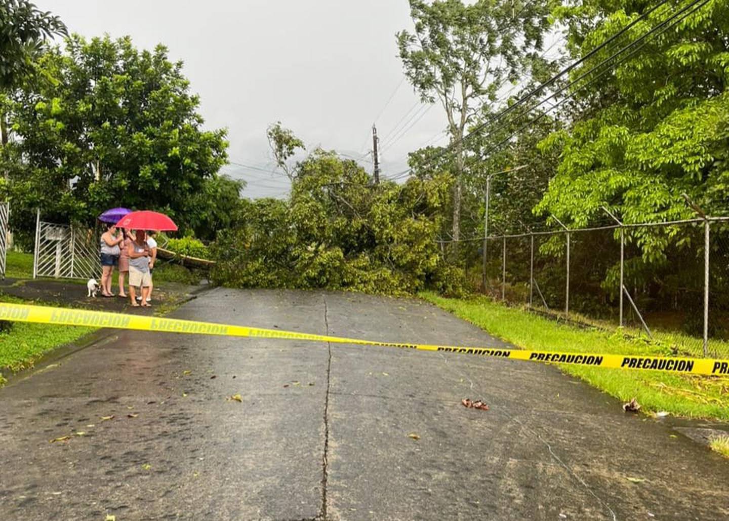 Los fuertes vientos causaron la caída de árboles en la Calle Montecristo de Aguas Zarcas, a un costado del colegio de este distrito. (Edgar Chinchilla)
