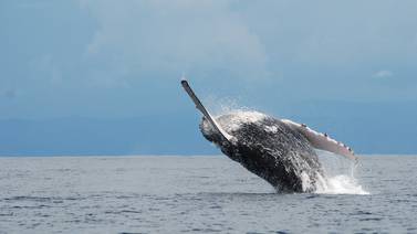 Todo lo que debe saber sobre la nueva temporada de avistamiento de ballenas jorobadas
