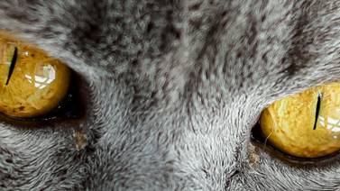 Las pupilas revelan tipo de vida de los animales