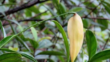 Conozca las dos plantas nuevas para la ciencia descubiertas en Costa Rica