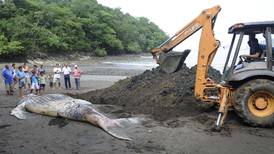 Cría de ballena jorobada aparece muerta en Carrillo de Hojancha