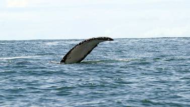  Aguas cálidas definen visita de ballenas a Costa Rica