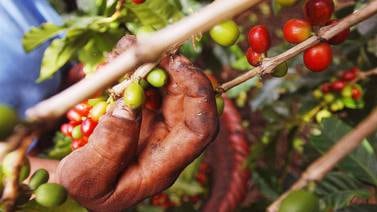 Producción de café cayó un 20% en Colombia