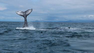Guardaparques refuerzan controles en época de ballenas
