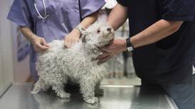 Propietarios son descuidados con la salud de sus mascotas