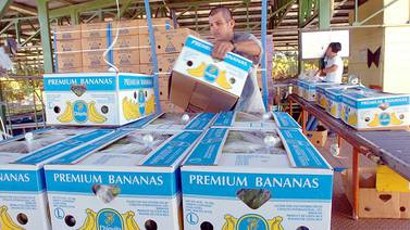 Banano de Costa Rica tendrá sello de origen en la Unión Europea