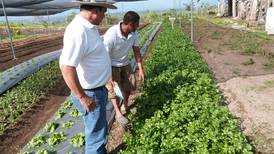 Más de la mitad de las fincas productivas de Costa Rica son de agricultura familiar