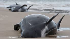 Lucha contrarreloj para tratar de salvar a 200 ballenas varadas en sur de Australia