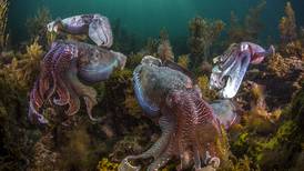 Población de pulpos y calamares en los mares del mundo aumentó desde 1950
