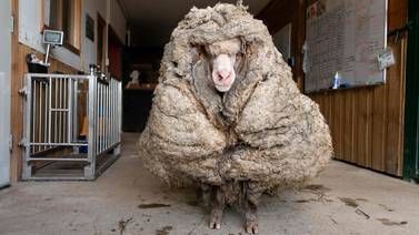 Baarack, la oveja australiana que fue despojada de 35 kilogramos de pelaje
