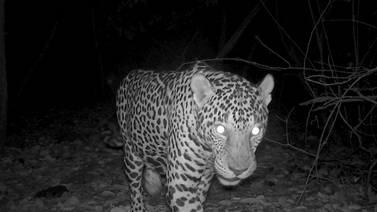 (Video) Cámara registra a dos jaguares hermanos de cacería en playa de Guanacaste