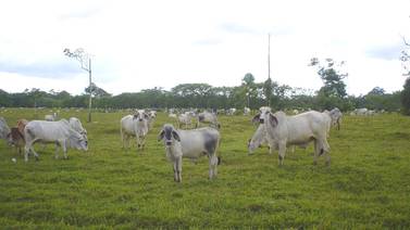 Costa Rica ya está lista para vender leche y carne al mercado ruso