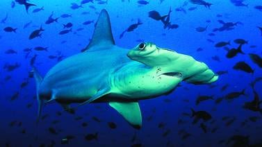 Tres especies de tiburón martillo son declaradas vida silvestre en peligro de extinción