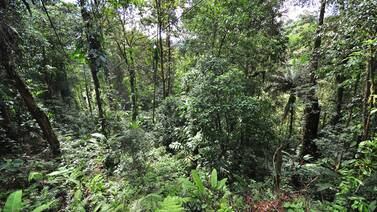 COP21: Costa Rica apuesta por ‘agricultura climáticamente inteligente’